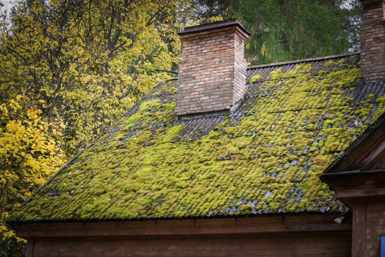 Roof with moss growth on its surface