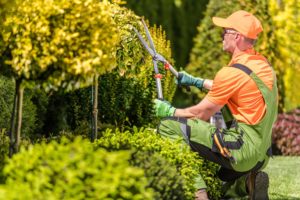 men shaping garden trees EGFPVHJ 2 1 1 scaled