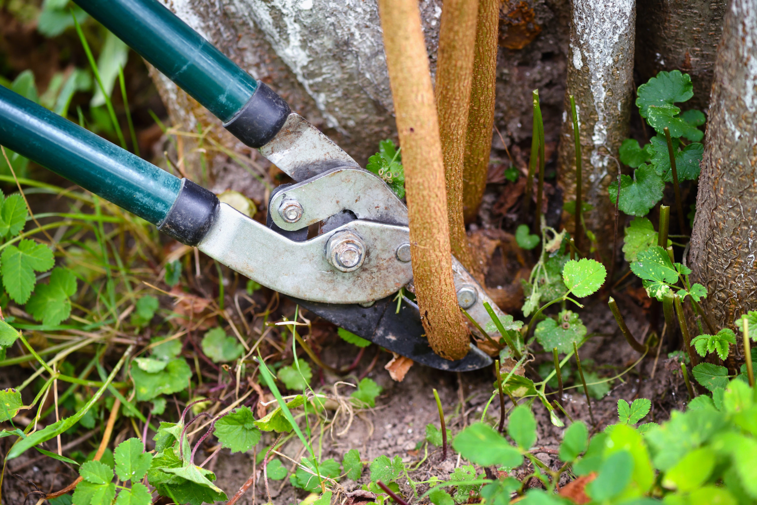 Person pruning tree with gardening shears