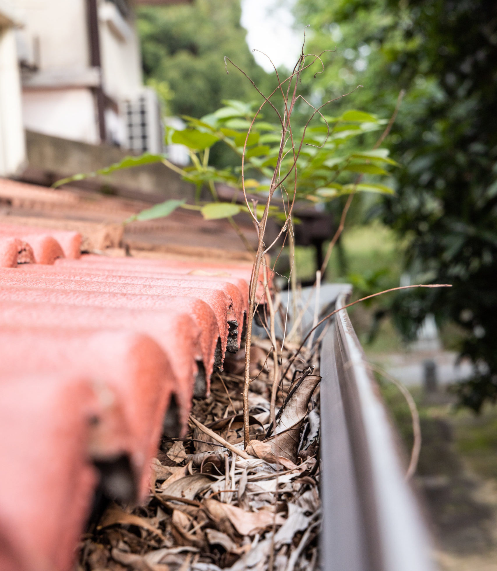 Roof gutter clogged with leaves and with plant growing in it